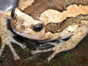 Grenouille peinte de Malaisie