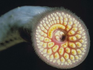 Lamproie