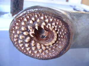 Lamproie