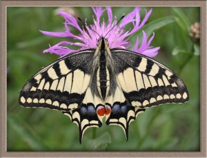Machaon