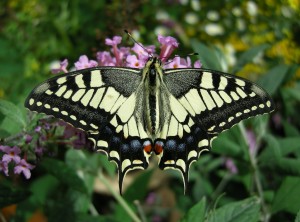 Machaon