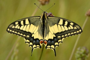 Machaon