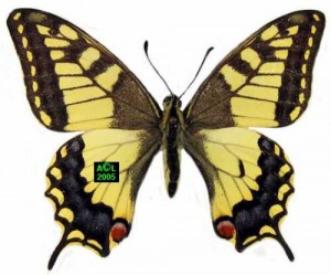 Machaon