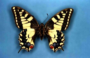 Machaon