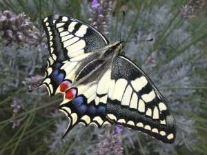 Machaon