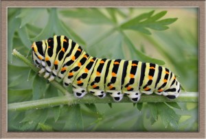 Machaon