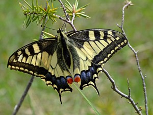 Machaon