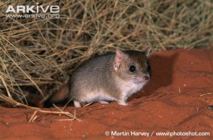 Mulgara
