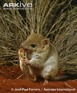 Mulgara