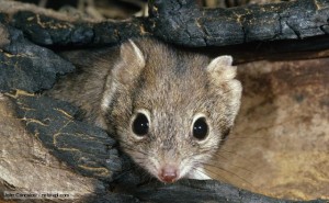 Mulgara