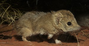 Mulgara