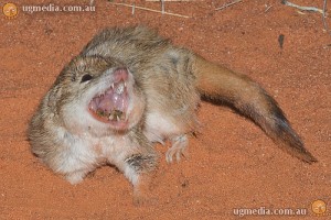 Mulgara