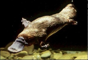 Ornithorynque
