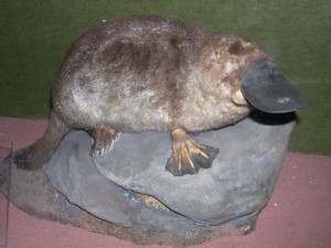 Ornithorynque
