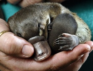 Ornithorynque