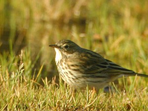 Pipit farlouse
