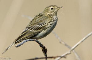 Pipit farlouse