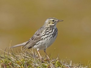 Pipit farlouse