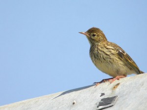 Pipit farlouse