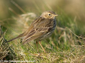 Pipit farlouse