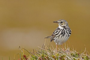 Pipit farlouse