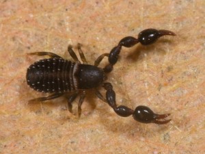 Pseudoscorpion