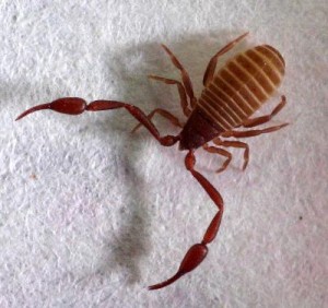 Pseudoscorpion
