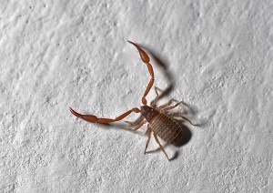 Pseudoscorpion