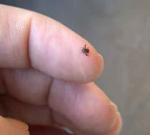 Pseudoscorpion