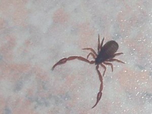 Pseudoscorpion