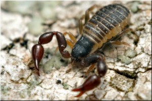 Pseudoscorpion