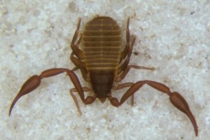 Pseudoscorpion