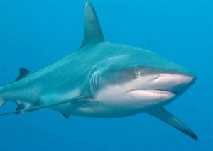 Requin