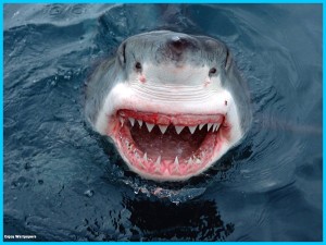 Requin