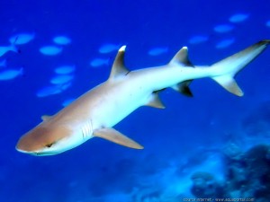 Requin