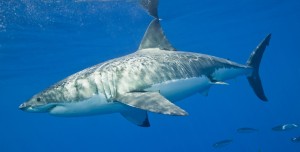 Requin