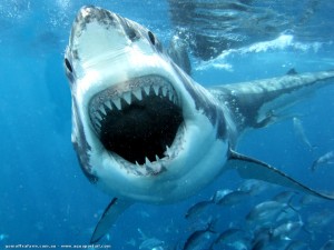 Requin