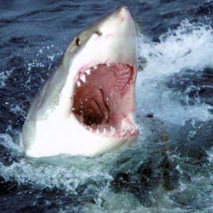 Requin