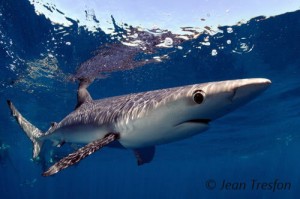 Requin bleu