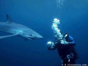 Requin bleu