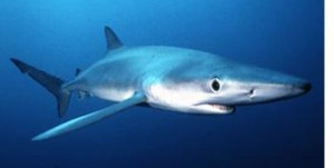 Requin bleu