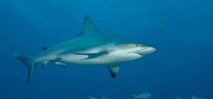 Requin bleu