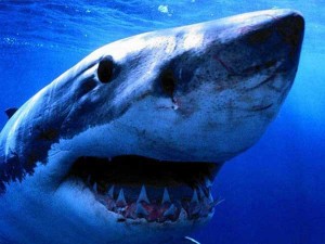 Requin bleu
