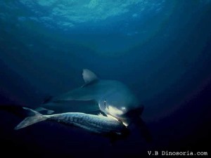 Requin bleu