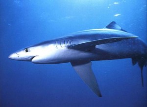 Requin bleu