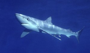 Requin bleu
