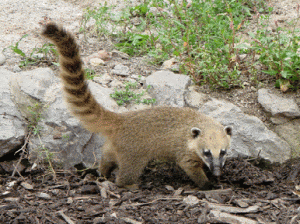Coati brun