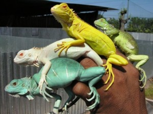Iguane bleu