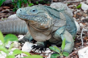 Iguane bleu