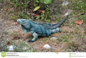 Iguane bleu
